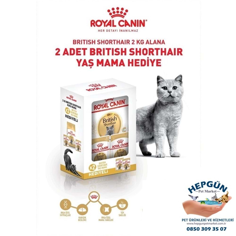 Royal Canin Adult British Shorthair Yetişkin Kedi Maması 2 Kg - Yaş Mama Hediyeli